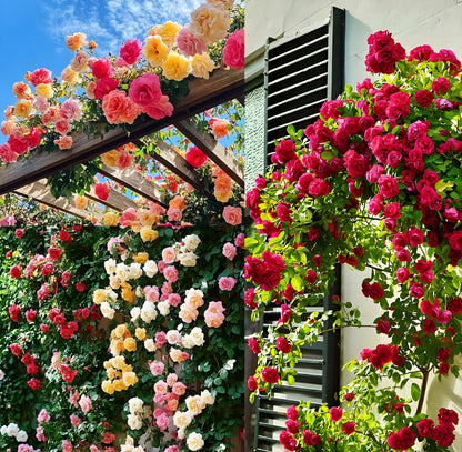 Heaven Rose Flower Seeds