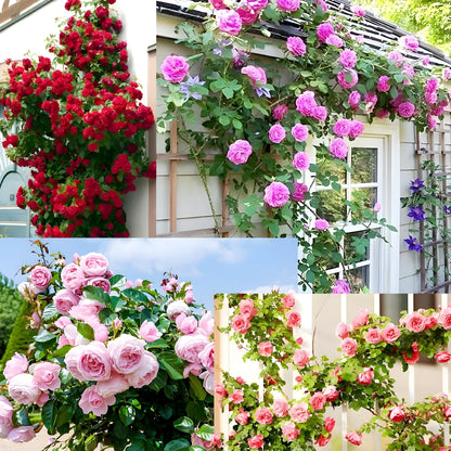 Heaven Rose Flower Seeds