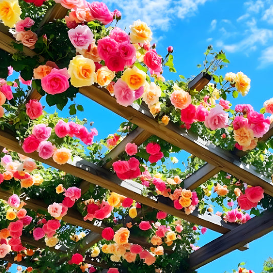 Heaven Rose Flower Seeds